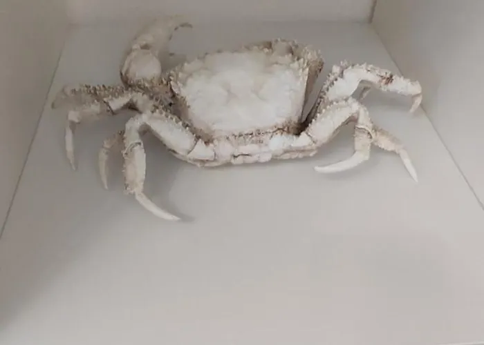 Casa Da Tia フェレル